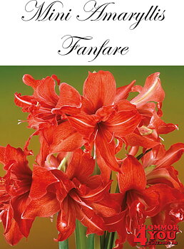 7507   Mini Amaryllis  Fanfare    Lökstorlek: 22/24