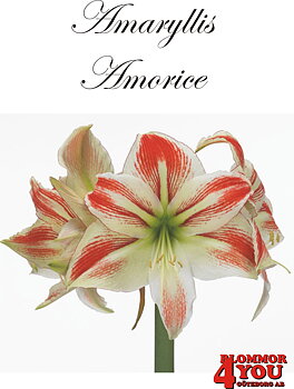 7547  Amaryllis   Amorice  Lökstorlek: *26/28