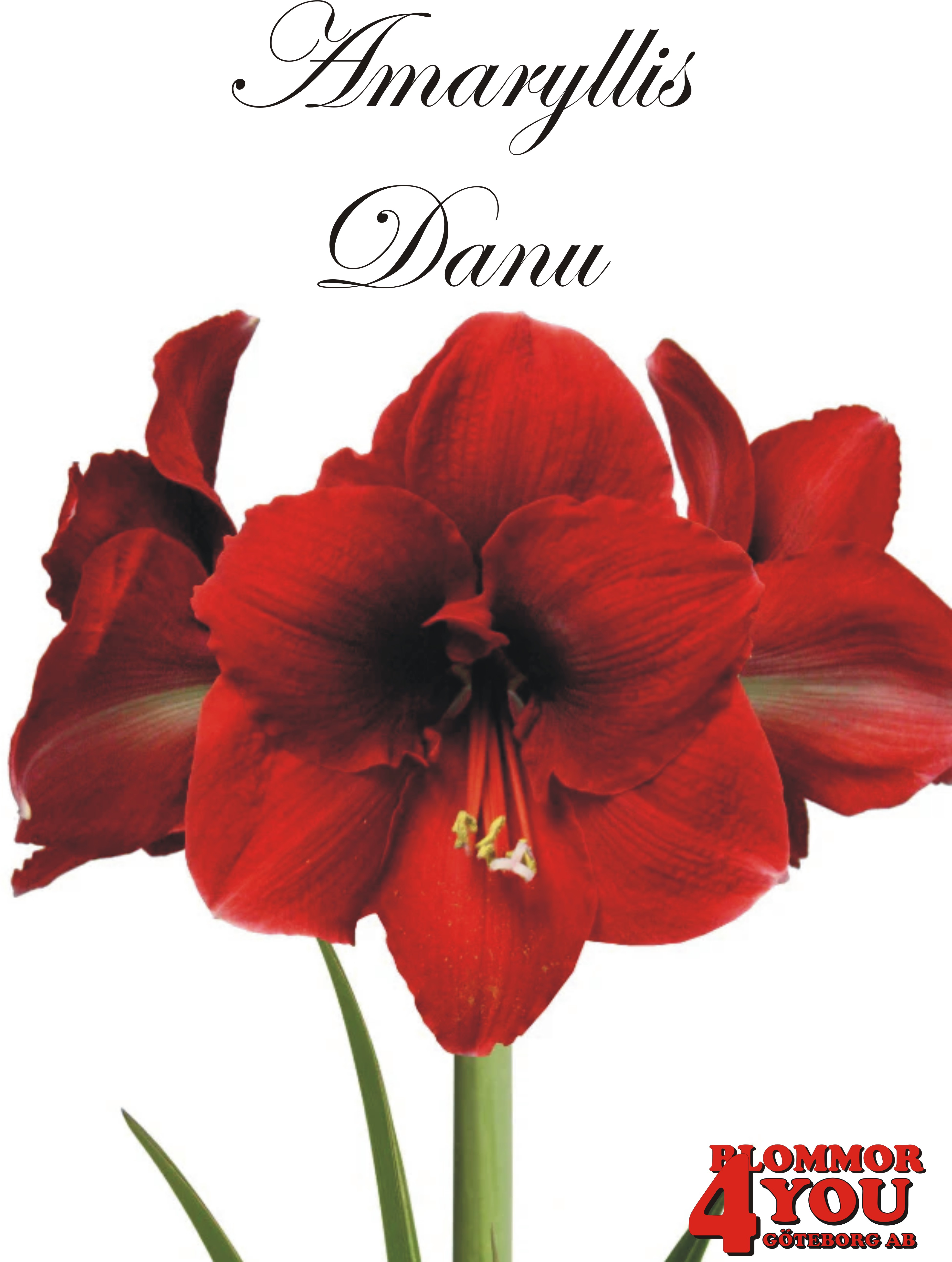 7550  Amaryllis   Amorita Danu  Lökstorlek: 26/28