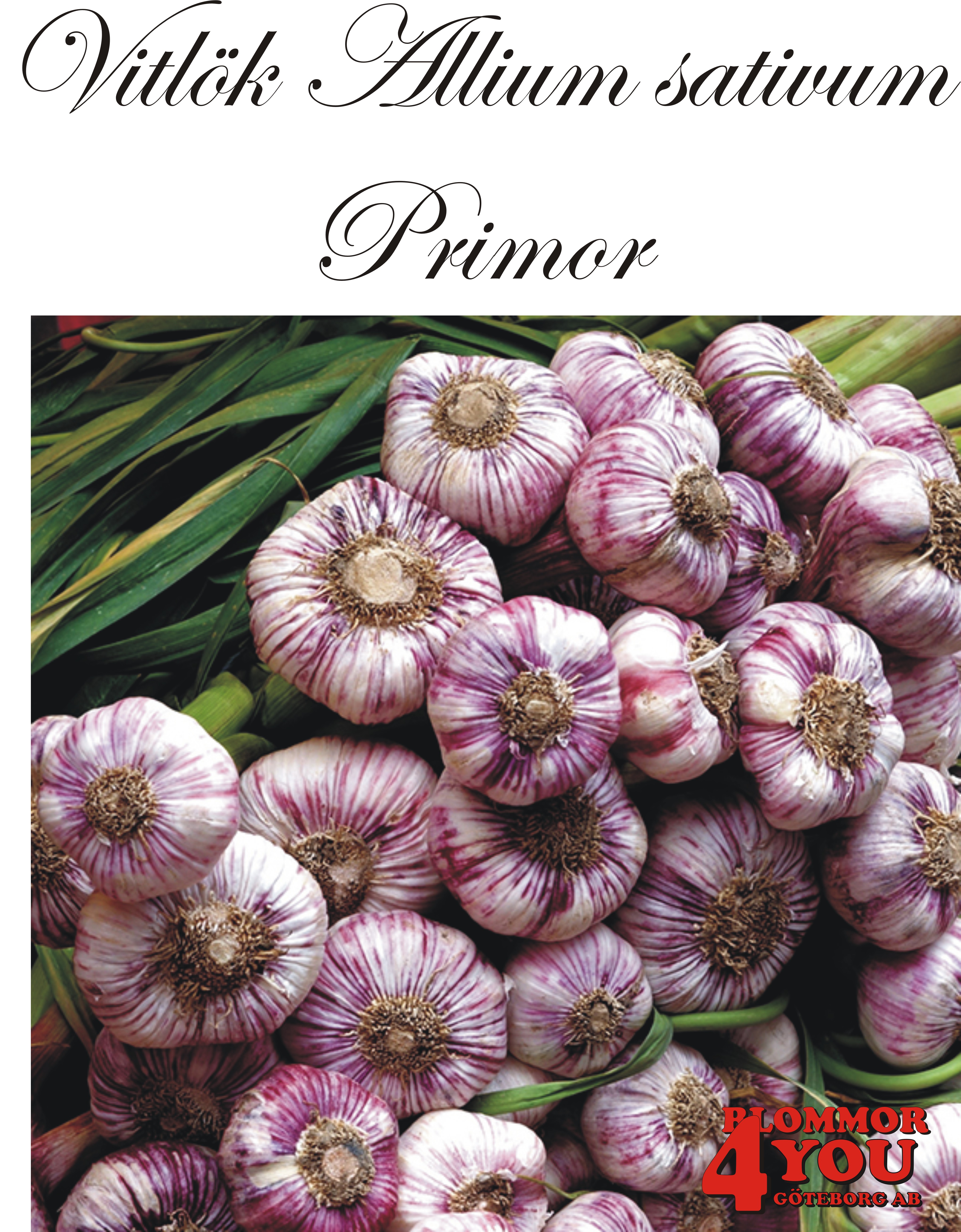 Vitlök   Allium sativum  PRIMOR   +55