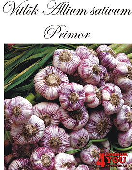 Vitlök   Allium sativum  PRIMOR   +55