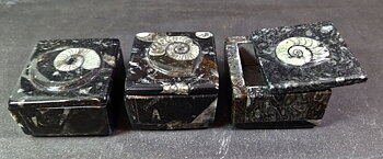 Liten ask i Fossil sten 