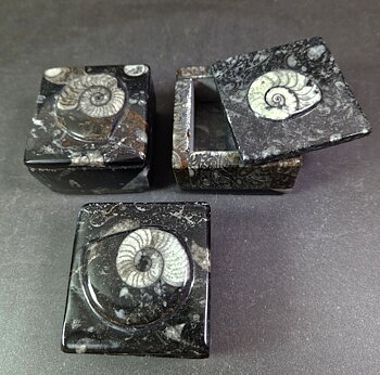 Liten ask i Fossil sten 