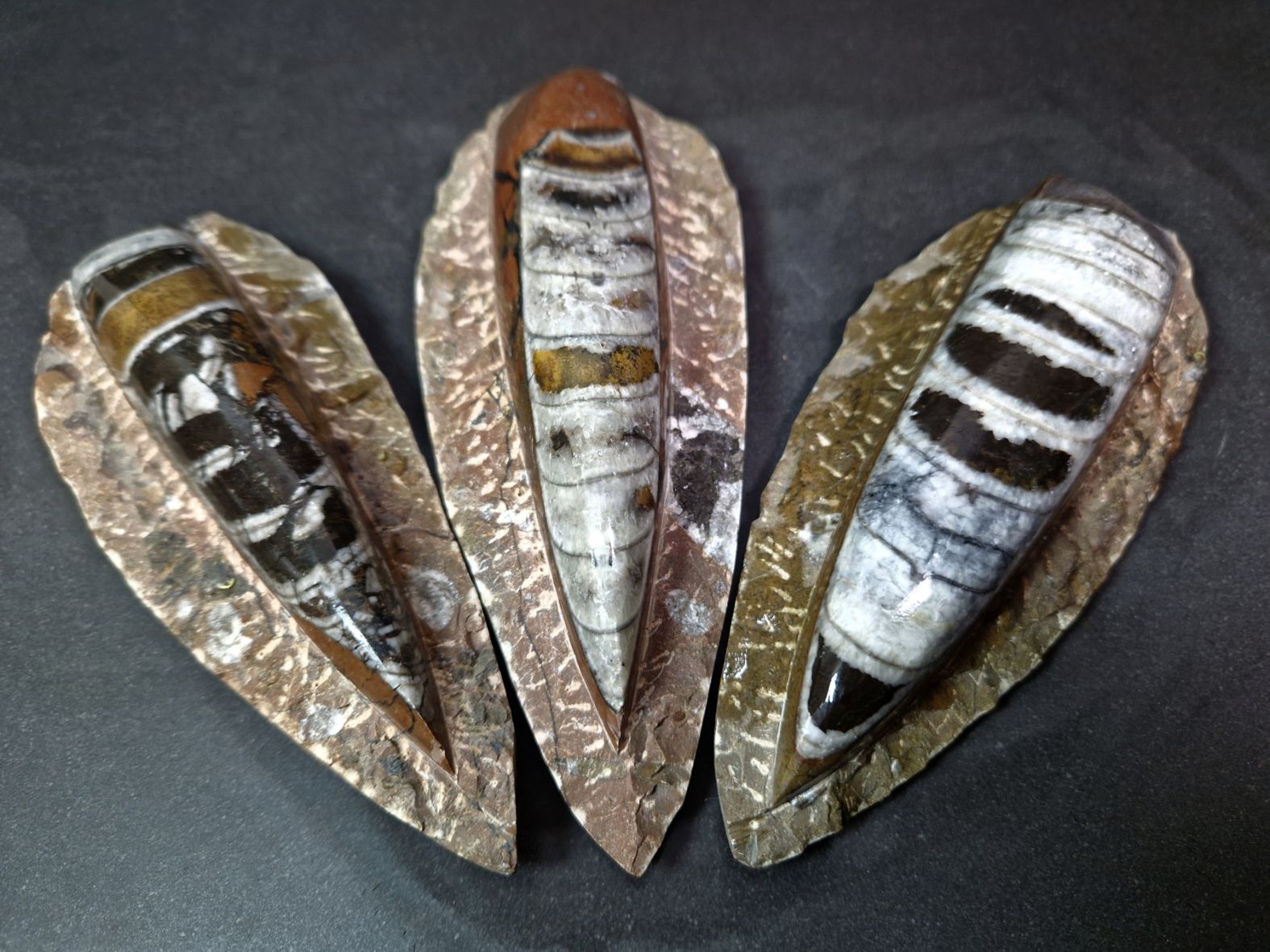 Devonian Orthoceras Fossil i Grundsten - Brun