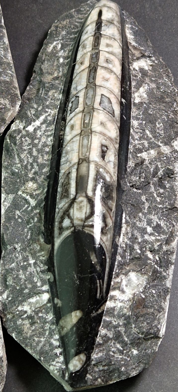 Devonian Orthoceras Fossil i Grundsten - svart - 2