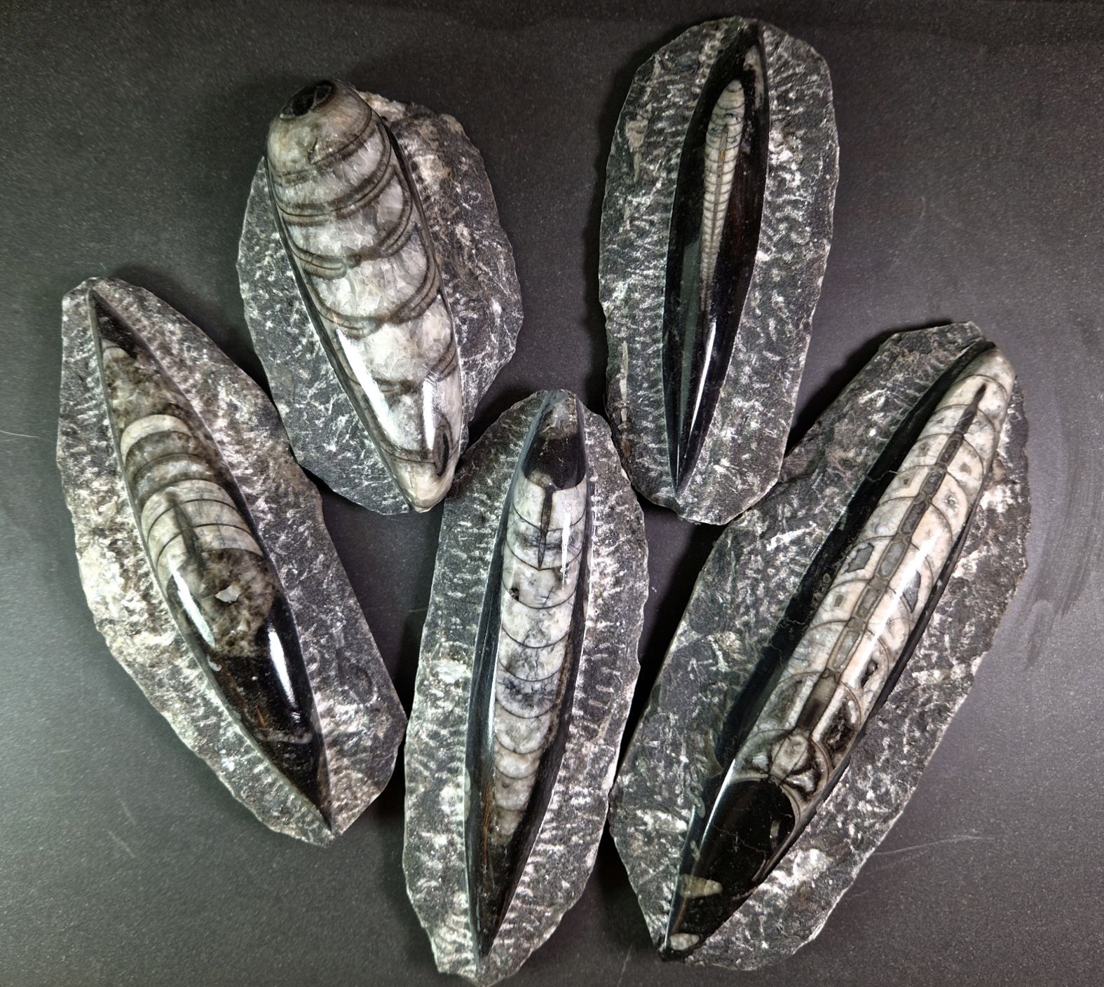 Devonian Orthoceras Fossil i Grundsten - svart