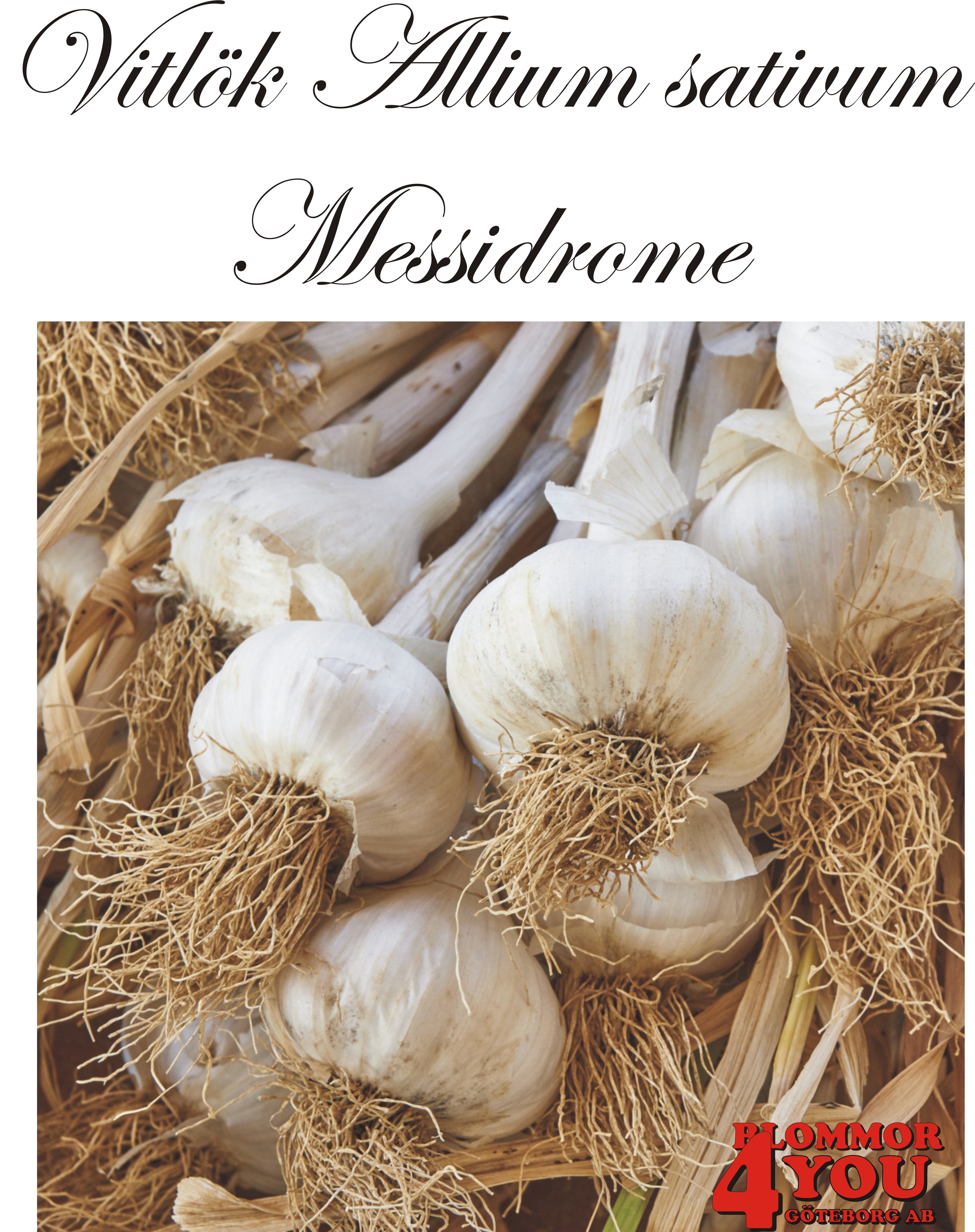 Vitlök   Allium sativum  MESSIDROME  60/+