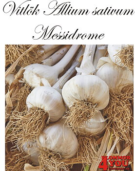 Vitlök   Allium sativum  MESSIDROME  60/+