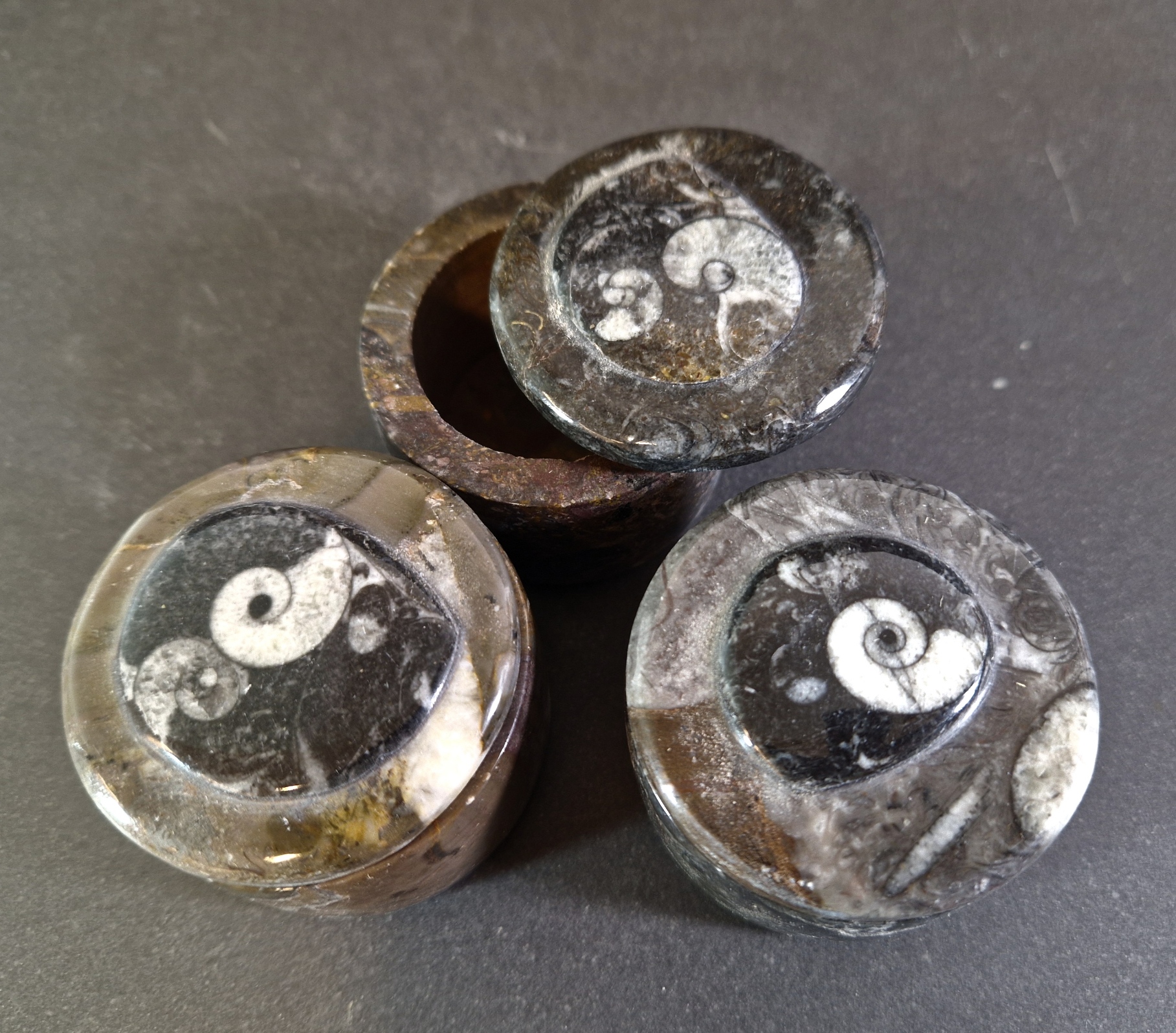 Liten Ask i Fossil sten - 2