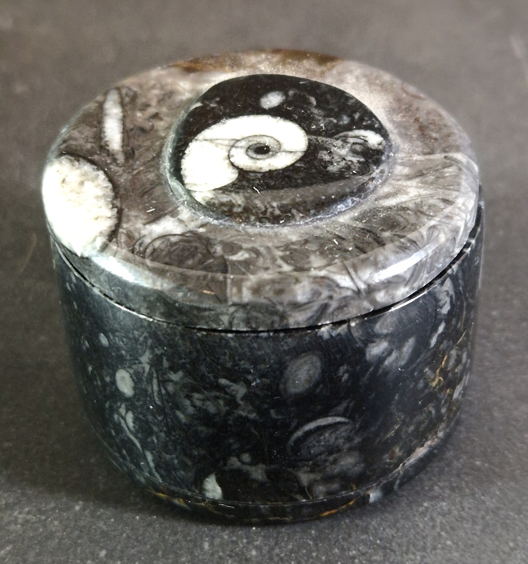 Liten Ask i Fossil sten - 3