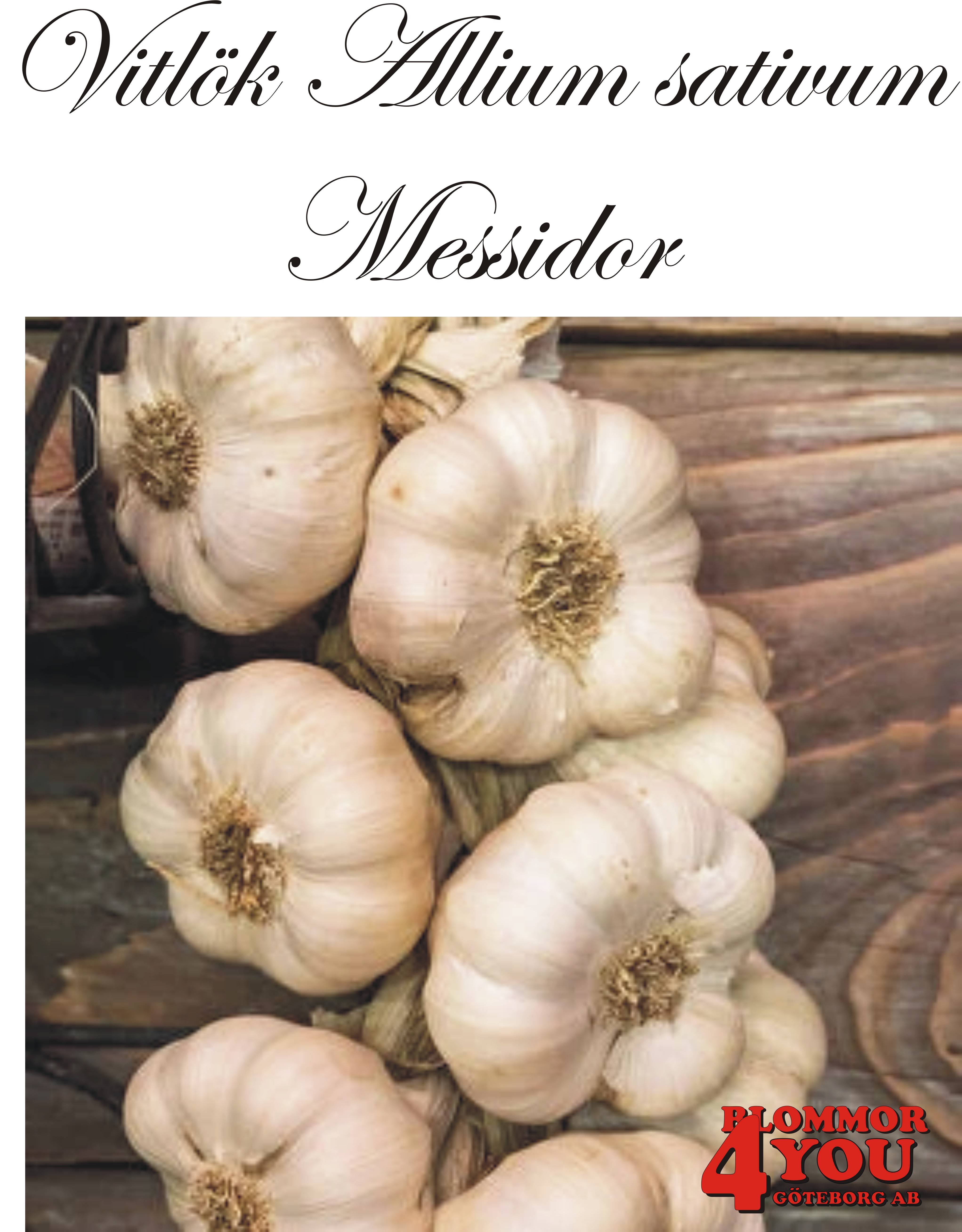 Vitlök   Allium sativum  MESSIDOR   60/+
