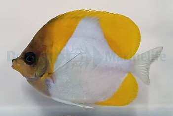 Hemitaurichthys Polylepis