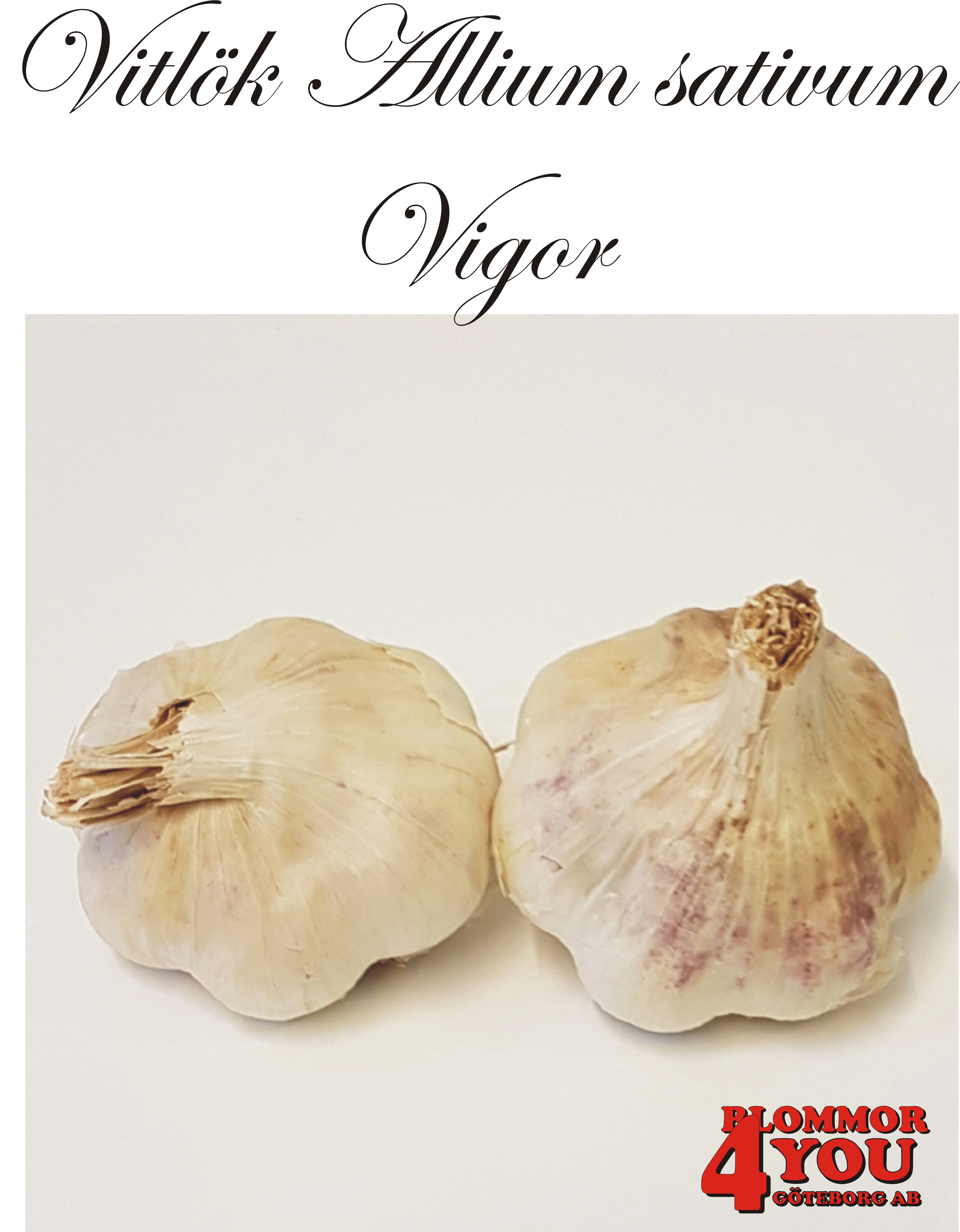 Vitlök   Allium sativum  VIGOR   60/+