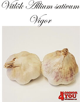 Vitlök   Allium sativum  VIGOR   60/+