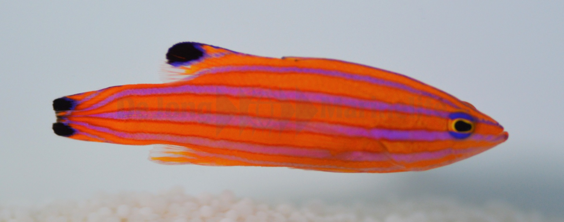 Liopropoma carmabi
