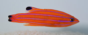Liopropoma carmabi