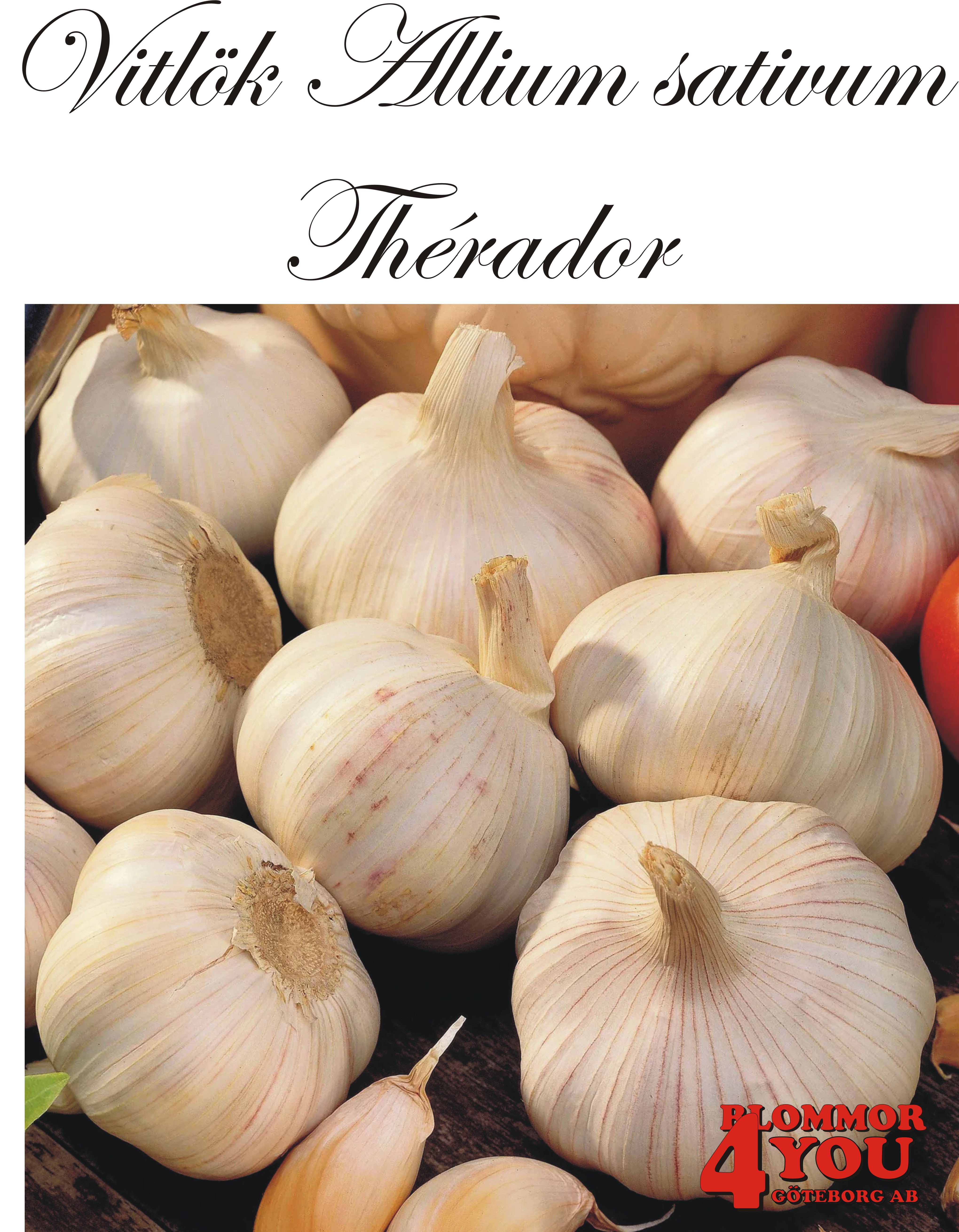 Vitlök   Allium sativum  THERADOR   60/+