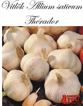 Vitlök   Allium sativum  THERADOR   60/+