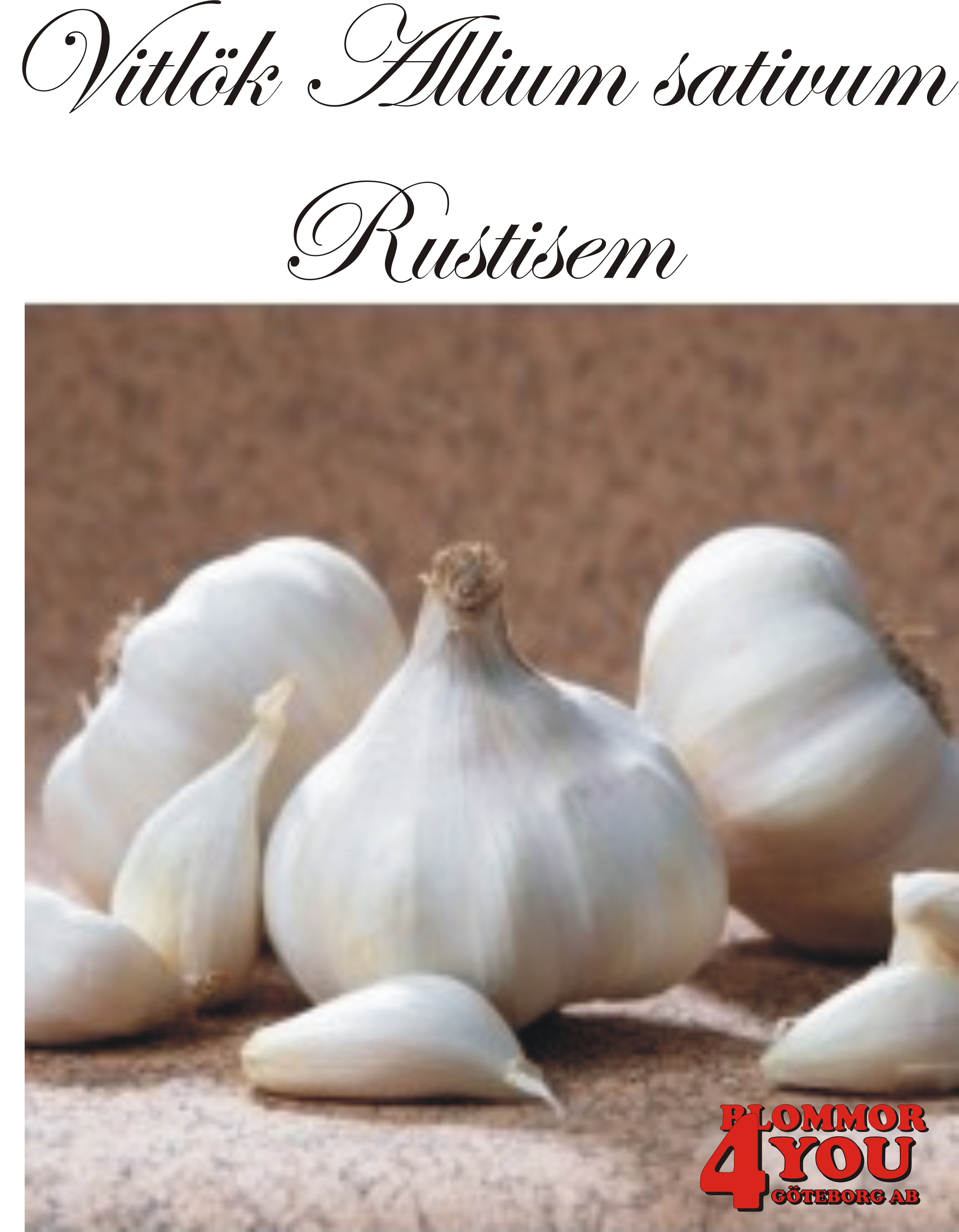 Vitlök   Allium sativum  RUSTISEM   60/+