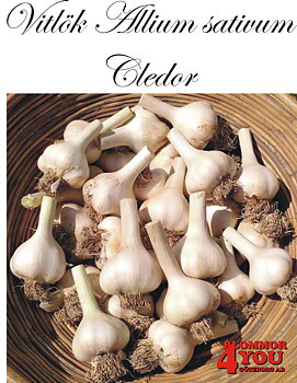 Vitlök   Allium sativum  CLÉDOR   60/+