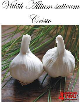 Vitlök   Allium sativum  CRISTO   60/+