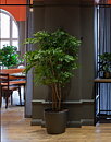 Acacia, konstväxt