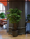 Acacia, planta artificial