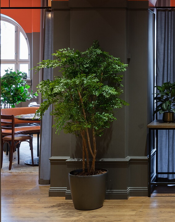 Acacia, konstväxt