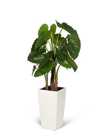 Alocasia, konstväxt