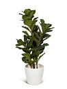 Ficus Lyrata, planta artificial