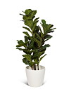 Ficus Lyrata, konstväxt