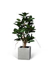 Ficus Robusta, konstväxt