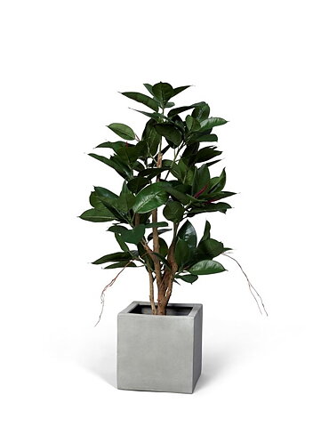 Ficus Robusta, konstväxt