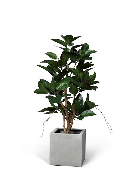 Ficus Robusta, planta artificial
