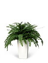Helecho, planta artificial