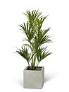 Kentia palmera, planta artificial