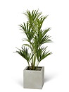 Kentia palmera, planta artificial