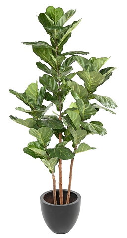 Ficus Lyrata, konstväxt