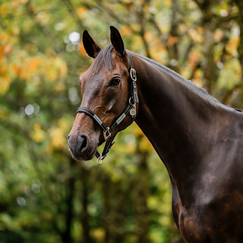 HORSEWARE SIGNATURE FIELDSAFE GRIMMA