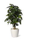 Cafeto, planta artificial