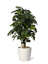 Cafeto, planta artificial