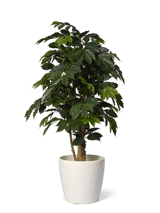 Cafeto, planta artificial