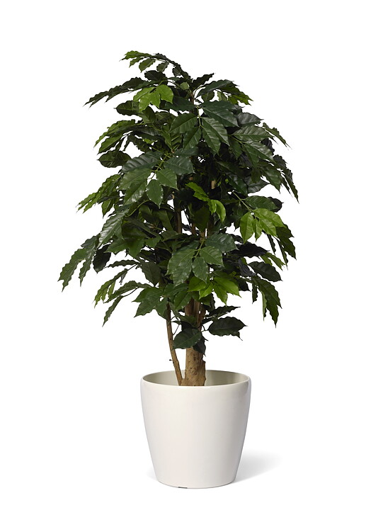 Cafeto, planta artificial