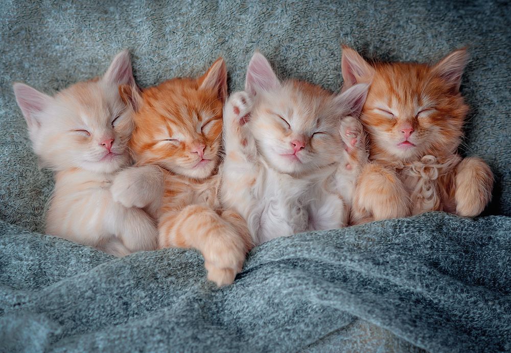 The Sweetest Kittens, puslespil med 1000 brikker (C-105144)