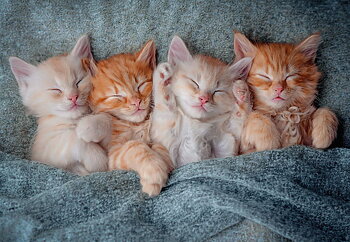 The Sweetest Kittens, puslespil med 1000 brikker (C-105144)