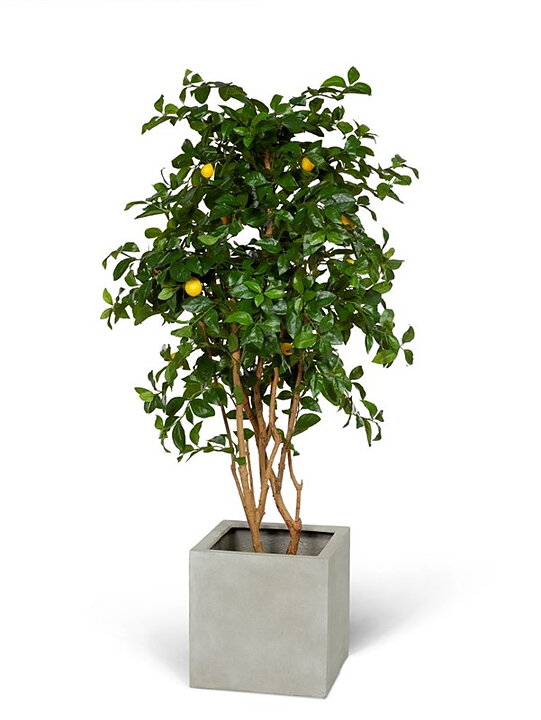 Citronträd, konstväxt