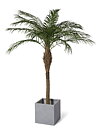 Phoenix palmera, planta artificial