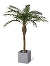 Phoenix palmera, planta artificial