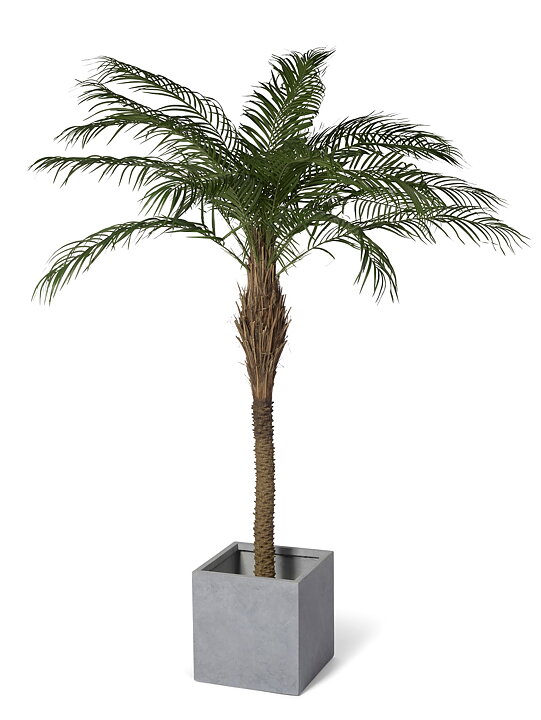 Phoenix palmera, planta artificial