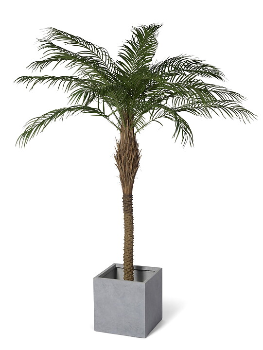 Phoenix palmera, planta artificial